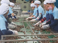 Trung Quốc "bỏ" gạo chuyển sang "ăn" hạt điều Việt Nam