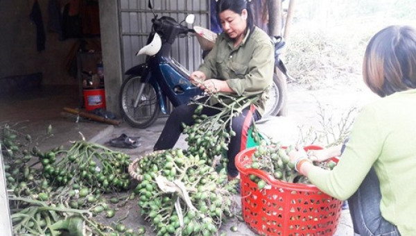 Giá cau tăng gấp đôi, vì thương lái mua cau non bán sang Trung Quốc