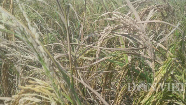 Quảng Ninh: Mất mùa, 6 sào thu được 3 túi thóc đắng, chỉ gà ăn được