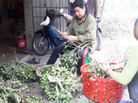 Giá cau tăng gấp đôi, vì thương lái mua cau non bán sang Trung Quốc