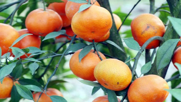 Cam Kim An có gì đặc biệt, mà giá những 45.000 đ/kg vẫn cháy hàng?