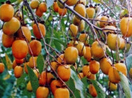 Về xứ sở hồng không hạt cổ thụ, người dân thu 8 tỷ mỗi vụ