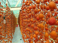 Lạ mà hay: Cả làng treo "hoa đăng” bằng hồng, du khách mê tít