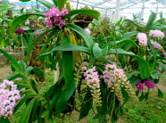 Vườn lan rừng quý hiếm và 3 bí quyết thành công của chủ vườn