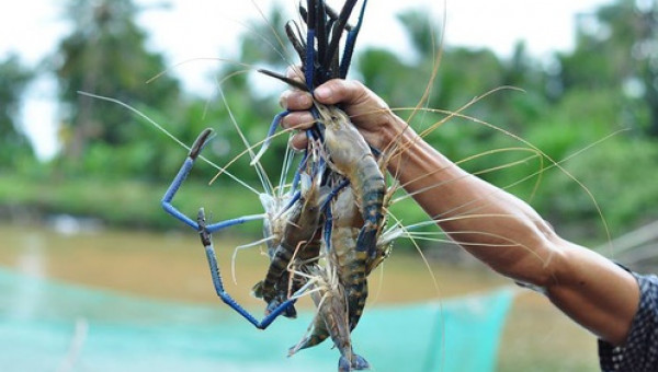 Nuôi tôm trên núi đá, tôm dài tới 25cm, thu 300 triệu/ha