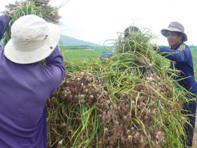 Tỏi voi Nhật Bản trồng ở “vương quốc tỏi” Lý Sơn?