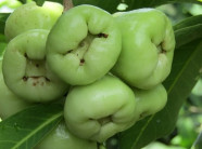  Trồng mận quả xanh lét, ăn ngọt như đường, lãi 300 triệu/năm