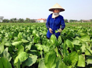 Trồng 1 sào trạch tả, sau 4 tháng vừa làm vừa chơi lãi 3,5 triệu