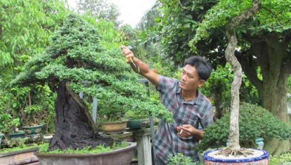  Bỏ chức giám đốc, về thu 2 tỷ đồng/năm từ cây kiểng