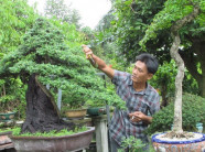  Bỏ chức giám đốc, về thu 2 tỷ đồng/năm từ cây kiểng