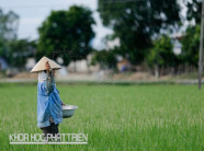 Sử dụng phân bón tại Việt Nam: Vãi cả tỷ đô xuống sông, xuống biển