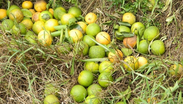 Trồng phải cam "dại", bán rẻ chẳng ai mua, cho không ai lấy