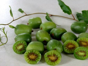 Soi trái kiwi bé như quả nho giá cả triệu đồng/kg, chị em tranh mua