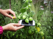 Táo bạo: Cô gái 8x "biến" cây tầm bóp dại thành sữa chua, dược phẩm