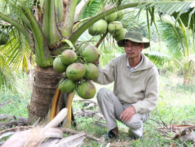 LẠ MÀ HAY: Trồng vườn dừa thơm mùi lá dứa, cứ đếm trái mà thu tiền