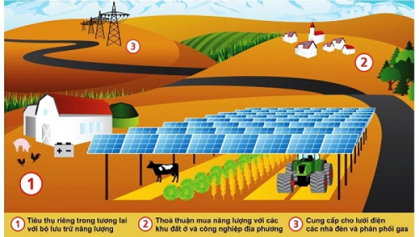 Công nghệ siêu mới: Trồng cây dưới... pin năng lượng mặt trời