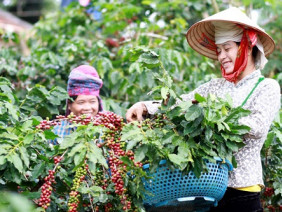 Cà phê Sơn La có mùi thơm như coca do kỹ thuật thu hái đặc trưng