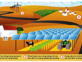 Công nghệ siêu mới: Trồng cây dưới... pin năng lượng mặt trời