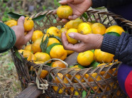 Chùm ảnh: Đê mê quýt vàng Bắc Sơn, mới nhìn đã ứa nước miếng