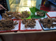 Những điều choáng ngợp ở chợ sâm đắt đỏ nhất Việt Nam