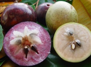 Trồng 7 công vú sữa bơ hồng, lời 400 triệu/năm