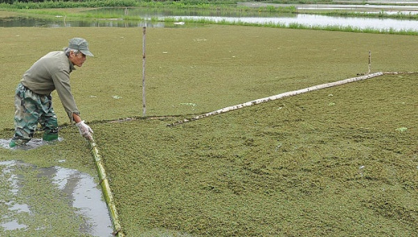 LẠ MÀ HAY: Thả bèo hoa dâu bán làm thuốc, thu nửa tỷ/năm