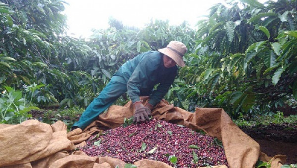 Còng lưng hái cà phê, nông dân Gia Lai chạy đua với mưa và... giá!