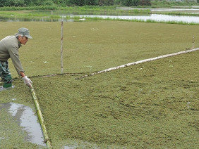 LẠ MÀ HAY: Thả bèo hoa dâu bán làm thuốc, thu nửa tỷ/năm