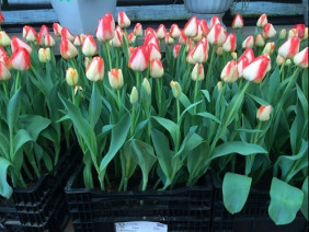 8 giống hoa tulip phù hợp trồng vụ đông miền Bắc