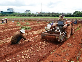 Chống khoai tây Trung Quốc 