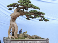 Duối cổ “Thế võ Bình Định” quý hơn vàng, đại gia bỏ tiền tỷ không mua được