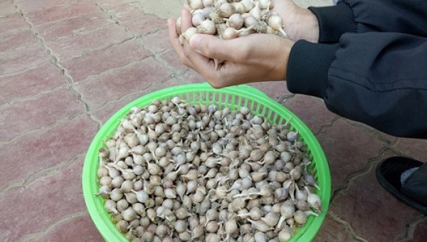 Có một "siêu đặc sản" tỏi cô đơn ở xứ Mường Sơn La!