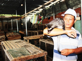 LẠ MÀ HAY: Cho chồn hương ăn chuối và cháo cá, lãi 400 triệu/năm