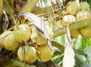 Dừa sáp Cầu Kè giá 200.000 đồng một quả có gì đặc biệt?