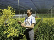 Giảng viên bỏ dạy về vườn "nghịch đất" trồng lan Vũ nữ