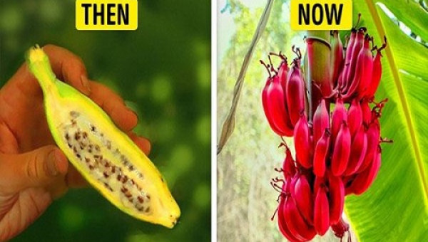 Chuyện hết sức nghiêm túc: Rau củ quả cũng có cụ kỵ tổ tiên!