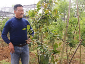 Làm giàu ở nông thôn: “Gã khùng ném tiền tỷ” vào trà hoa vàng