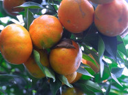 Trai làng tháo vát trồng cam đường Canh, thu hàng trăm triệu/năm