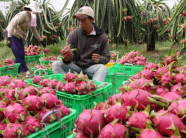 Rau quả qua mặt nhiều "cây tỉ đô", mang về 3,5 tỉ USD