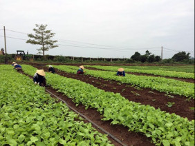 Xây dựng vùng nông nghiệp hữu cơ, đẩy lùi thực phẩm bẩn