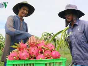 Bán tại Úc hơn 200.000 đồng/kg, nhà nông phấn khởi làm thanh long GlobalGAP