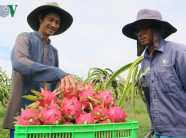 Bán tại Úc hơn 200.000 đồng/kg, nhà nông phấn khởi làm thanh long GlobalGAP