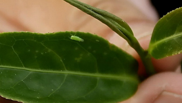 Loại chè đắt gấp 13 lần nhờ rầy xanh cắn lá