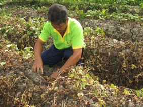 Vĩnh Long: Nhiều ruộng khoai bị kẻ xấu phun thuốc diệt cỏ cháy khô trong đêm