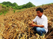 Báo động quất, dứa bị kẻ xấu phá liên tục, nông dân hoang mang