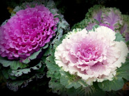 Hồng sa mạc 90.000 đồng/bông, đẹp nhưng giá "cắt cổ", hoa nội có lép vế?