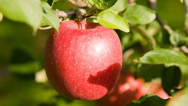 Táo Nhật to như quả bưởi, giá nửa triệu đồng/kg ồ ạt vào Việt Nam