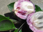 Lý do vú sữa tím ở miền Tây được mùa được cả giá