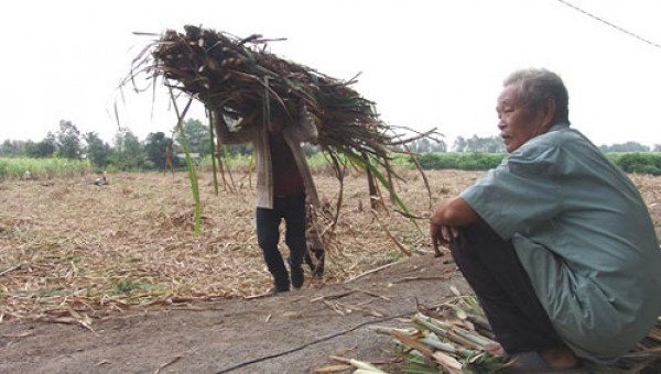 Giá mía đột ngột rớt thảm còn 100.000 đồng/tấn, nông dân mất Tết