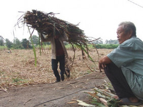 Giá mía đột ngột rớt thảm còn 100.000 đồng/tấn, nông dân mất Tết